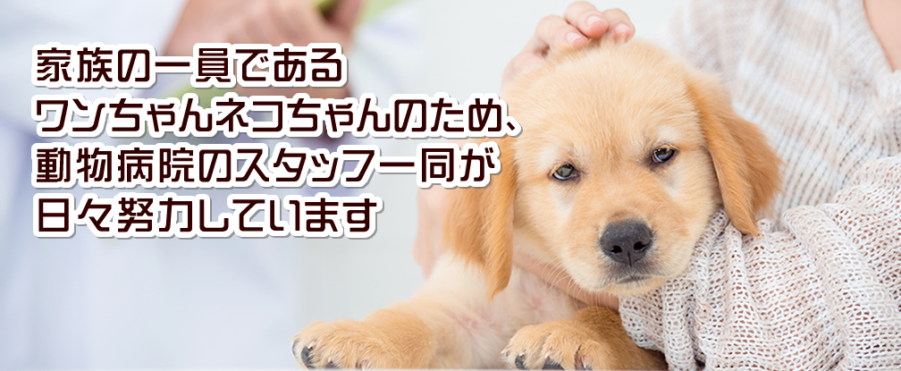 家族の一員であるワンちゃんネコちゃんのため、動物病院のスタッフ一同が日々努力しています