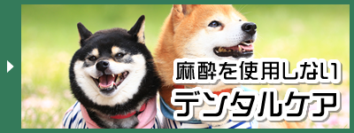 麻酔を使用しないデンタルケア